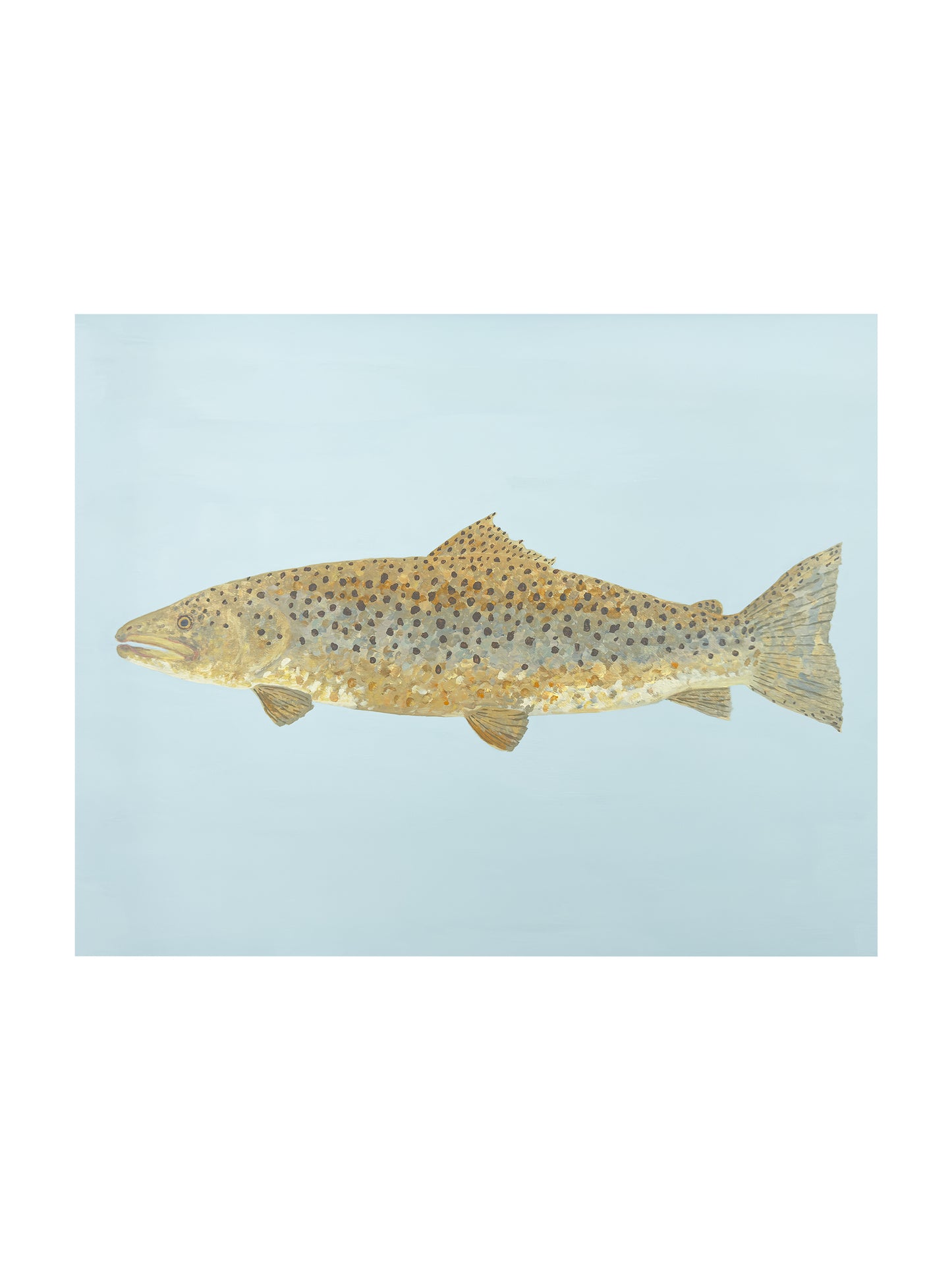 "Barnaby the Brown Trout" Fine Art Print