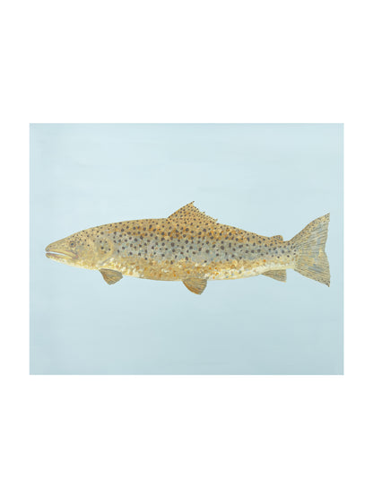 "Barnaby the Brown Trout" Fine Art Print