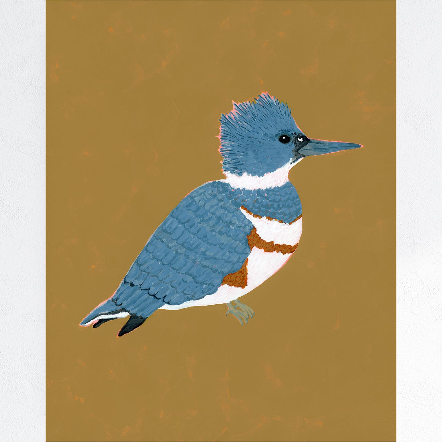 Belted Kingfisher Fine Art Print