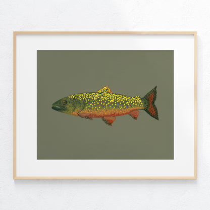 "Brook Trout" Fine Art Print