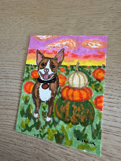 Day 14- Sunset Pitty in the Pumpkin Patch- Spooky Cutie