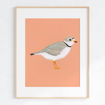 Piping Plover Fine Art Print