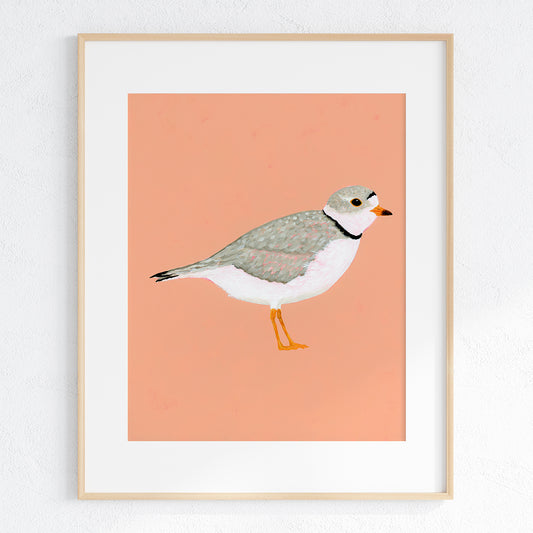 Piping Plover Fine Art Print