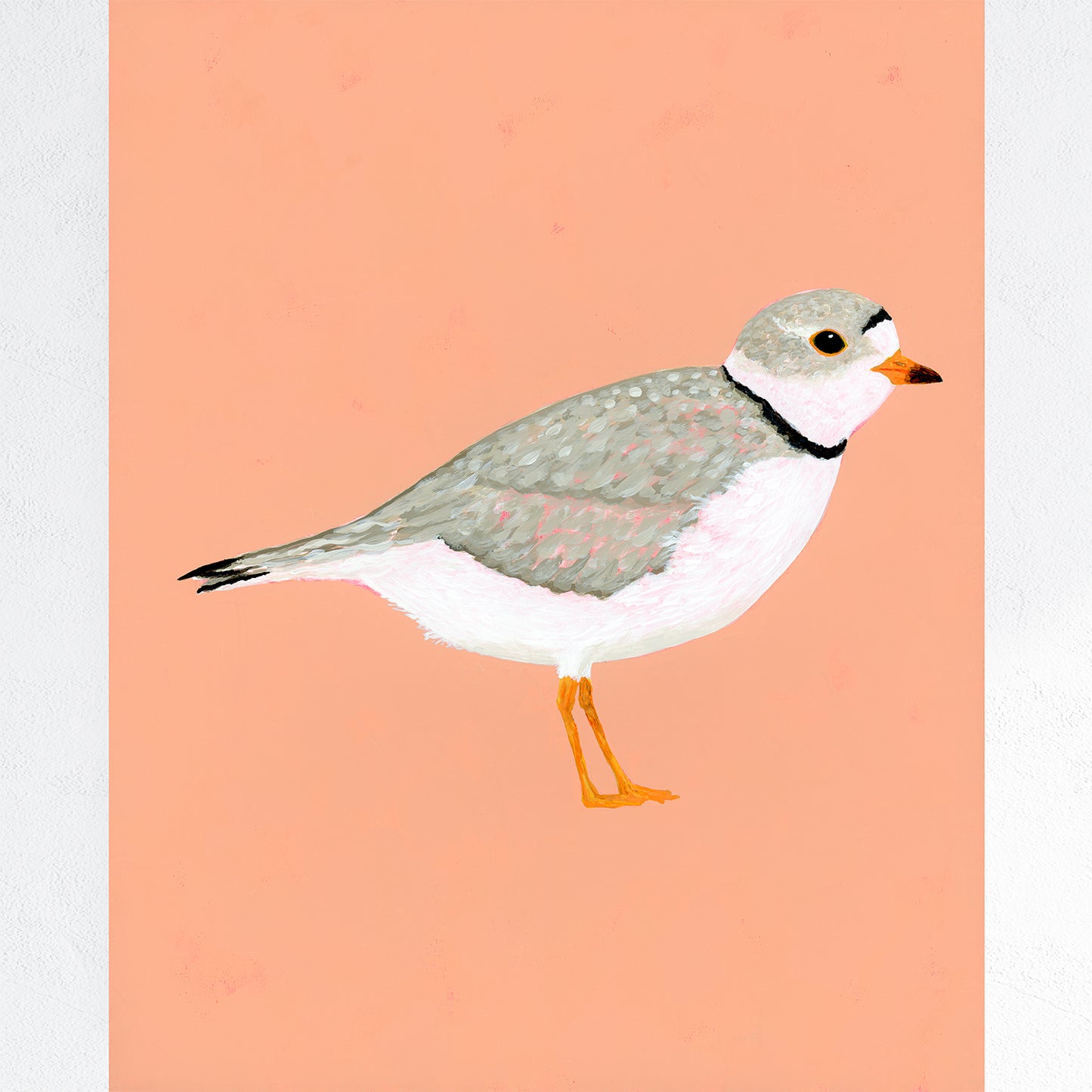 Piping Plover Fine Art Print