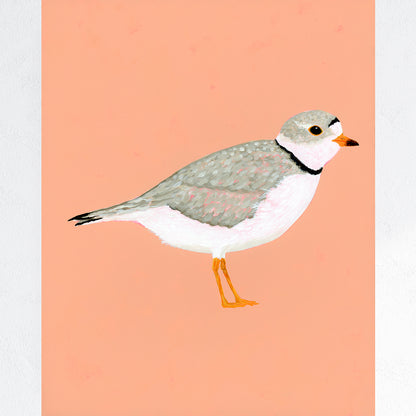 Piping Plover Fine Art Print
