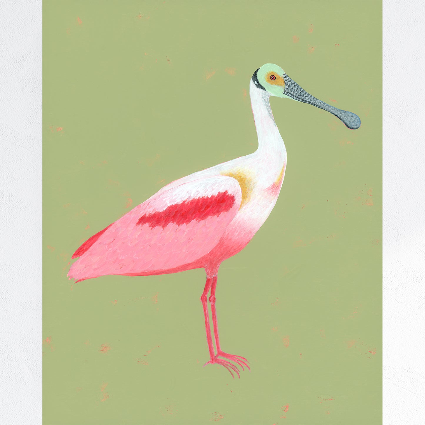 Roseate Spoonbill Fine Art Print