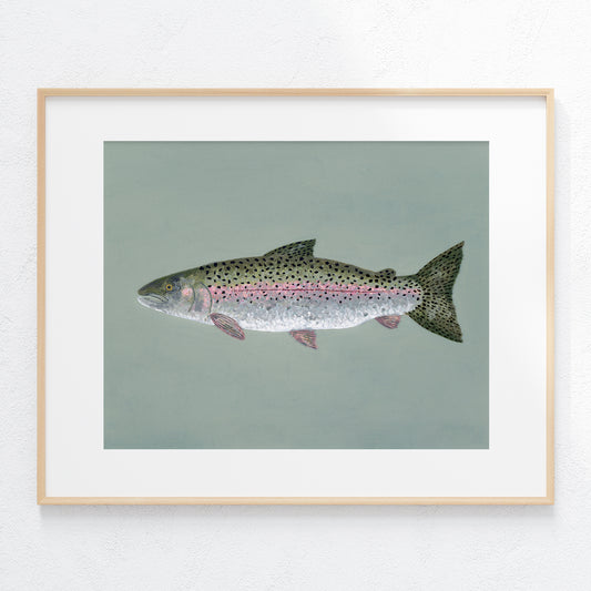"Steve the Steelhead Trout" Fine Art Print