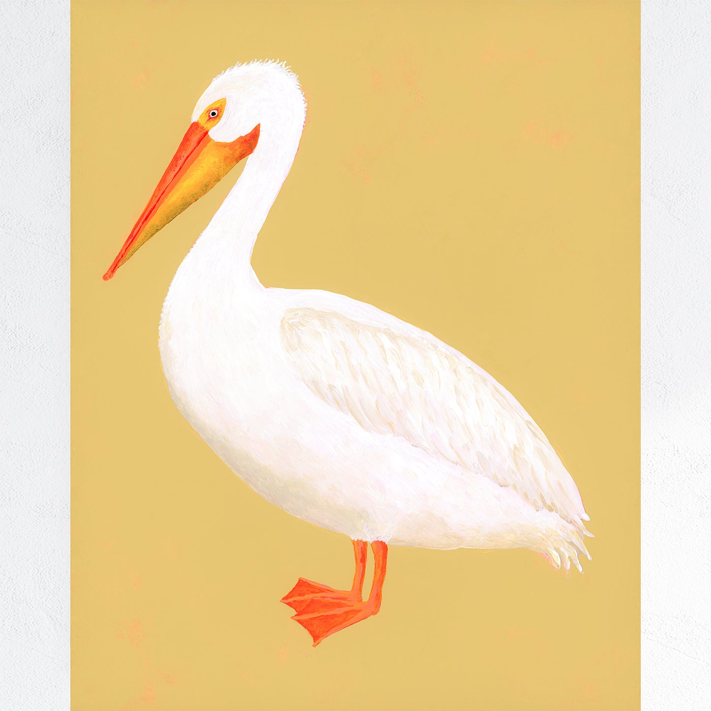 American White Pelican Fine Art Print
