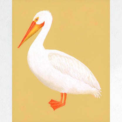 American White Pelican Fine Art Print