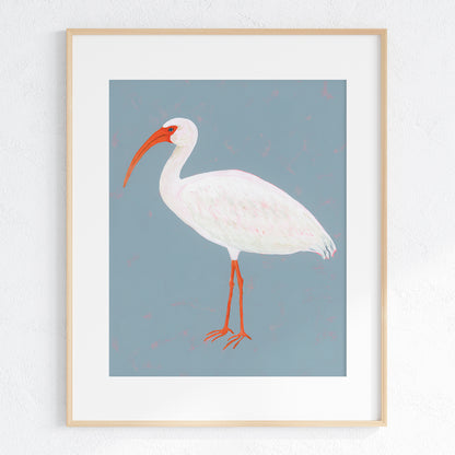 White Ibis Fine Art Print