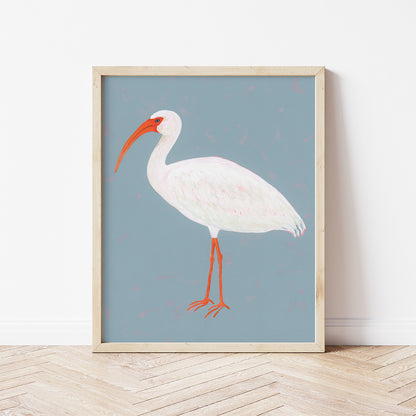 White Ibis Fine Art Print