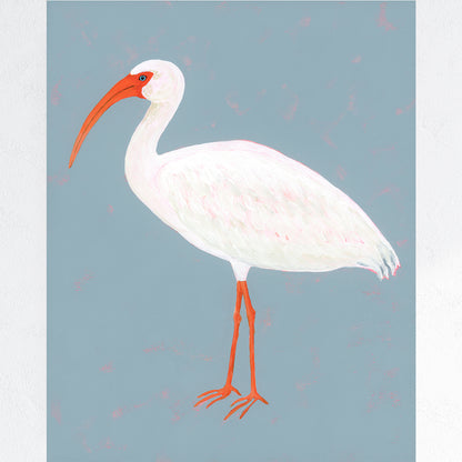 White Ibis Fine Art Print